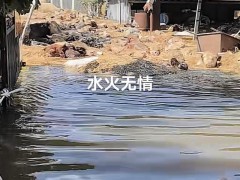 河南永城多处被淹 积水最深2米多 居民紧急转移，牛羊被困水中