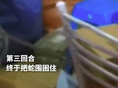 男子网购榴莲 快递拆出一米多长大蛇 警方上演“捕蛇记”