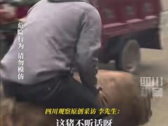 年猪没按住 男子骑猪狂飙几十米 村民笑翻天