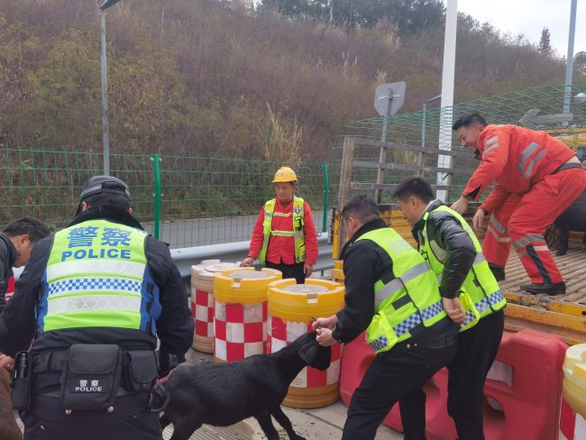 羊群误入高速交警变身牧羊人 紧急处置保平安