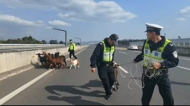 羊群误入高速交警变身牧羊人