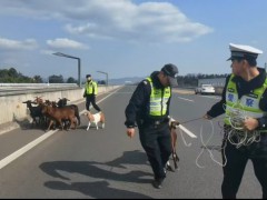 羊群误入高速交警变身牧羊人 紧急处置保平安