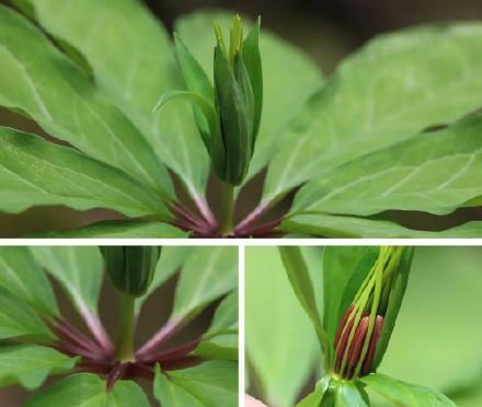 重庆阴条岭发现多种珍稀重楼属植物 丰富生物多样性数据