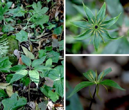 重庆阴条岭发现多种珍稀重楼属植物 丰富生物多样性数据