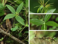 重庆阴条岭发现多种珍稀重楼属植物 丰富生物多样性数据