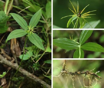 重庆阴条岭发现多种珍稀重楼属植物