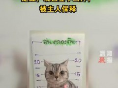 泰国猫咪袭警被捕超萌入狱照走红 究竟真相是什么？