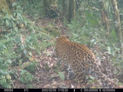 豹猫频频亮相国家自然保护区 生物多样性新发现