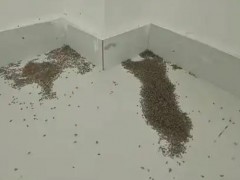 河南极端高温 蚊子都被热死了 究竟真相是什么？