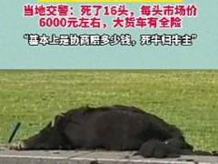 大货车撞死16头牦牛 每头市价约6千 草原悲剧引发关注