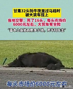大货车撞死16头牦牛 每头市价约6千