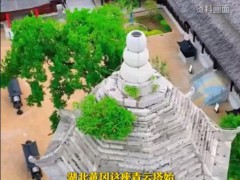 湖北一明代古塔上长了一棵朴树 究竟真相是什么？