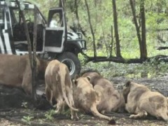 泰国一动物园工作人员被狮群咬死 悲剧引发关注