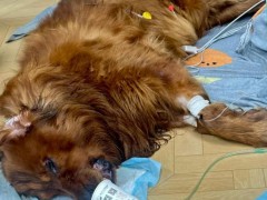 宠物店员工打游戏致金毛被忘烘干机烤死 店主称已与主人协商一致