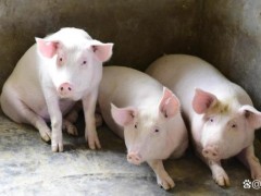 中秋、国庆双节将至 猪价超预期下跌 供应过剩需求疲软