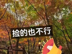 辽宁一景区禁止游客捡枫叶 保护自然环境