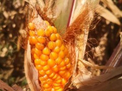 黄淮阴雨秋收受阻 霉变玉米两毛一斤 农民辛酸与无奈