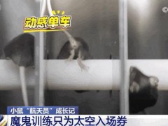 鼠鼠我啊要上天了 航天鼠勇闯太空关卡