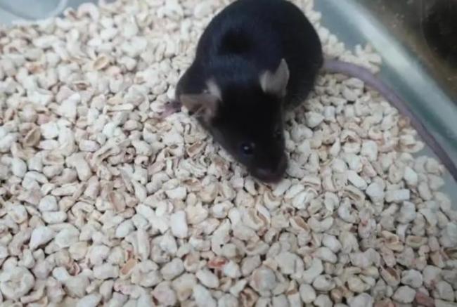 中国空间站4只鼠鼠征名