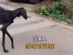 女子偶遇流浪狗瘦到皮包骨 决定收养