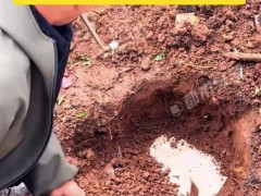 女子即将结婚 父母取出封存的女儿红 背后真相让人惊愕！