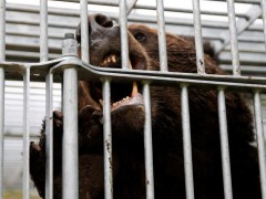 美国等多国使领馆发布赴日旅行警告 警惕熊患增加