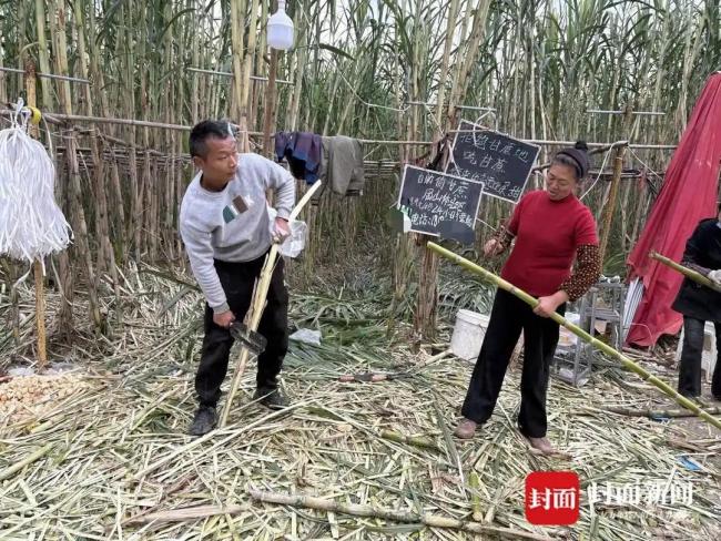 自助&ldquo;偷甘蔗&rdquo;老板回应收入场费