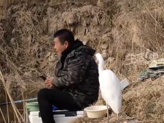 男子钓鱼偶遇“矜持”白鹭 背后真相让人惊愕!