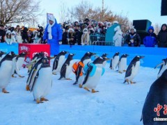 哈尔滨百只企鹅冰雪巡游迎新年 极地主题欢乐多
