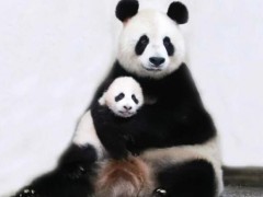 大熊猫七七即将返回四川 开启新生活旅程