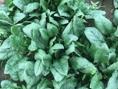 河南趴地菠菜爆火后每单降价2元 线上流量狂欢与线下市场冷遇