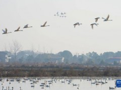 大批候鸟南迁到岳阳越冬 勾勒灵动生态画卷