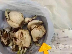 媒体评盒马误送水仙球致祖孙俩中毒 拣货失误引争议