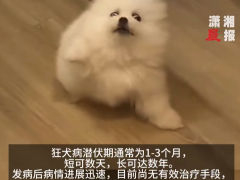 女子因幼犬轻咬未处理引发狂犬病 狂犬病病毒可通过微小伤口进入人体