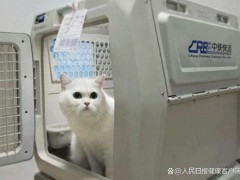 “毛孩子”坐上高铁回家过年啦 宠物托运服务扩大