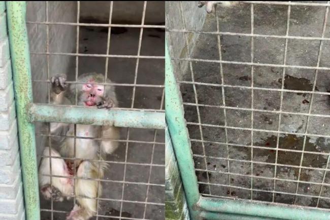 度假村回应&ldquo;笼养猴子打架出血&rdquo;