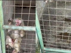 度假村回应“笼养猴子打架出血” 圈养困境引共鸣