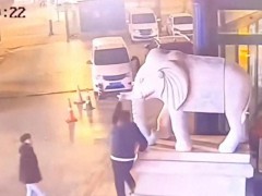 男子拍照扳断“象牙” 总造价1万元 景区损失惨重