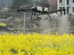 油菜洒药毒死蜜蜂 岂能怪养蜂未报备 兼顾蜜蜂安全与油菜高产