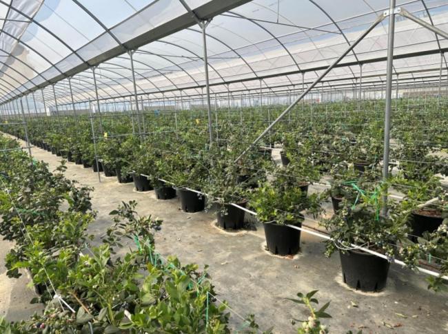 中国蓝莓产量超越美国跃居全球第一