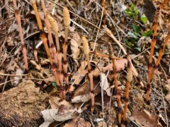 8岁男孩爬山识草预判山下藏金矿 AI验证引关注