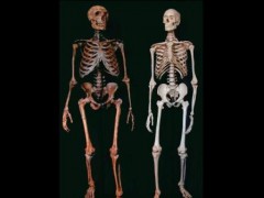 600年前老祖宗就会做手术 尼人“硬汉”无麻治牙