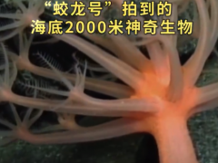 蛟龙号在海底2000米看到了啥？