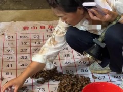 河南捉蝉大军上线 有人全家出动 暑期增收新方式