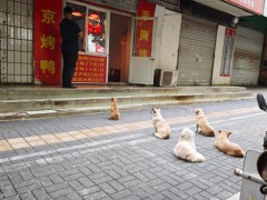 5只小狗烤鸭店排队等吃鸭屁股 温馨画面走红网络