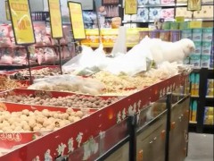 女子将狗放在散装货架 超市下架货品 宠物进店引争议
