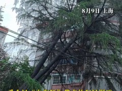 台风白海豚吹倒20米大树 戳破6楼窗户 多部门协力化解险情