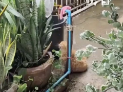 小猫喝水陶醉得像在喝玉液琼浆，喝水都能喝出满满的仪式感