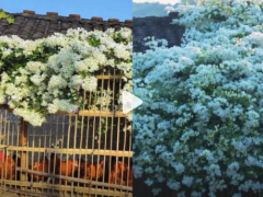 推荐:女子鸡窝种三角梅3年后收获怒放花海 见花不见叶的三角梅太壮观了